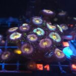 Zoanthus Nirvana Premium (381)