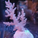 Nephthea sp. Pink (6 cm)