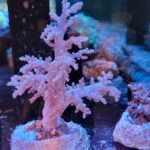 Nephthea sp. Pink (9 cm)