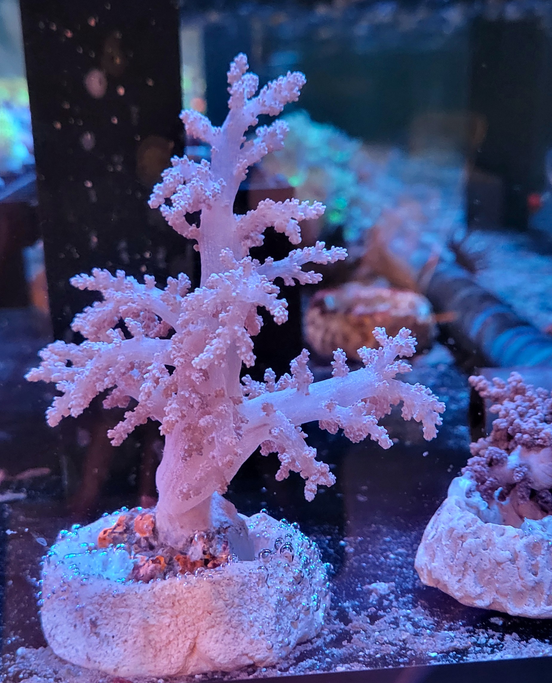 20260916_162411 Nephthea sp. Pink (9 cm) - obrazek 1