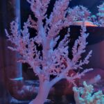 Nephthea sp. Purple (18cm)