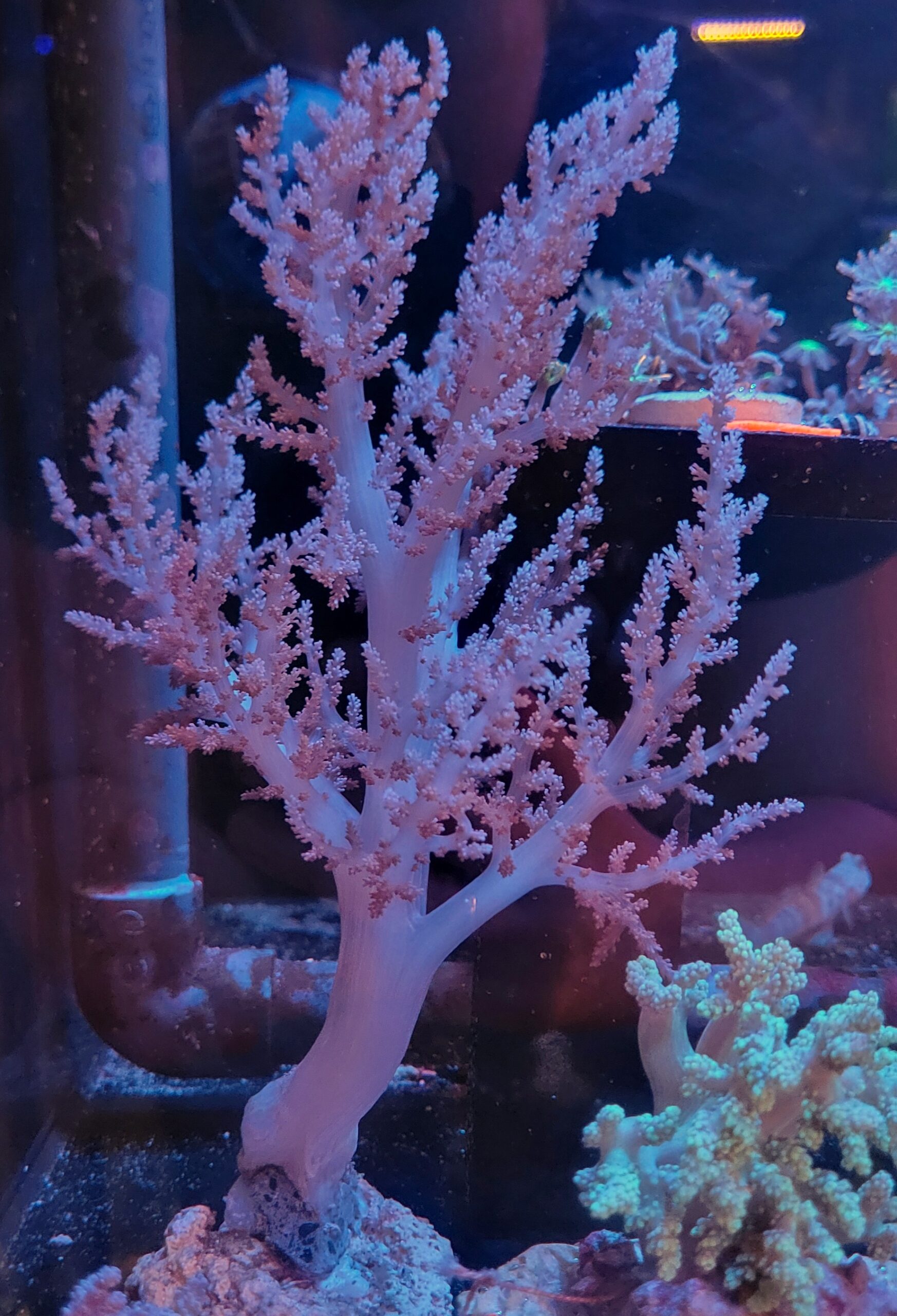 20260916_162905 Nephthea sp. Purple (18cm) - obrazek 1