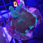Acropora sp. (matecznik)