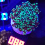 Euphyllia paradivisa purple green tip 1h (088)