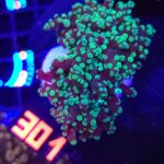Euphyllia paradivisa purple green tip 2h (301)