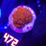 Acanthastrea Neon Red (472)
