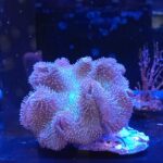Sarcophyton sp. Pink/Green