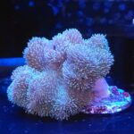 Sarcophyton sp. Green