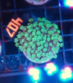 Alveopora spongiosa (407)