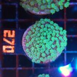 Alveopora spongiosa (270)