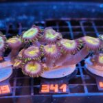 Zoanthus Nirvana Premium (341)