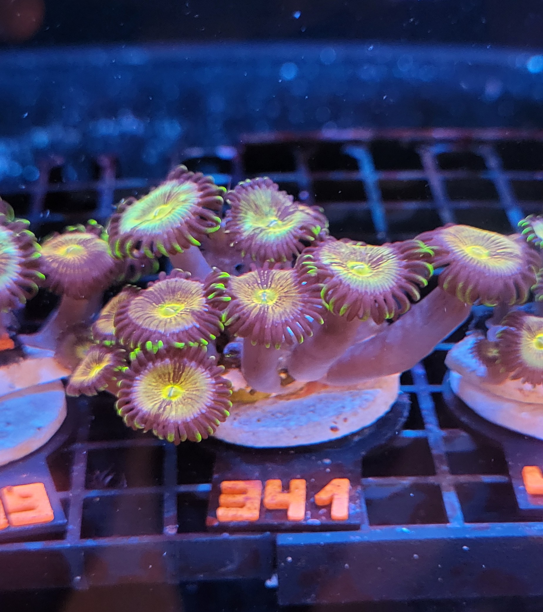 20261005_133311 Zoanthus Nirvana Premium (341) - obrazek 1