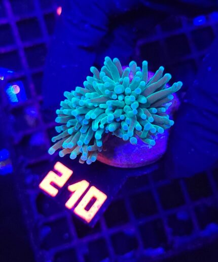 Euphyllia glabrescens Light Blue Tip 1h (210)