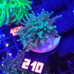 Euphyllia glabrescens Light Blue Tip 2h (210)