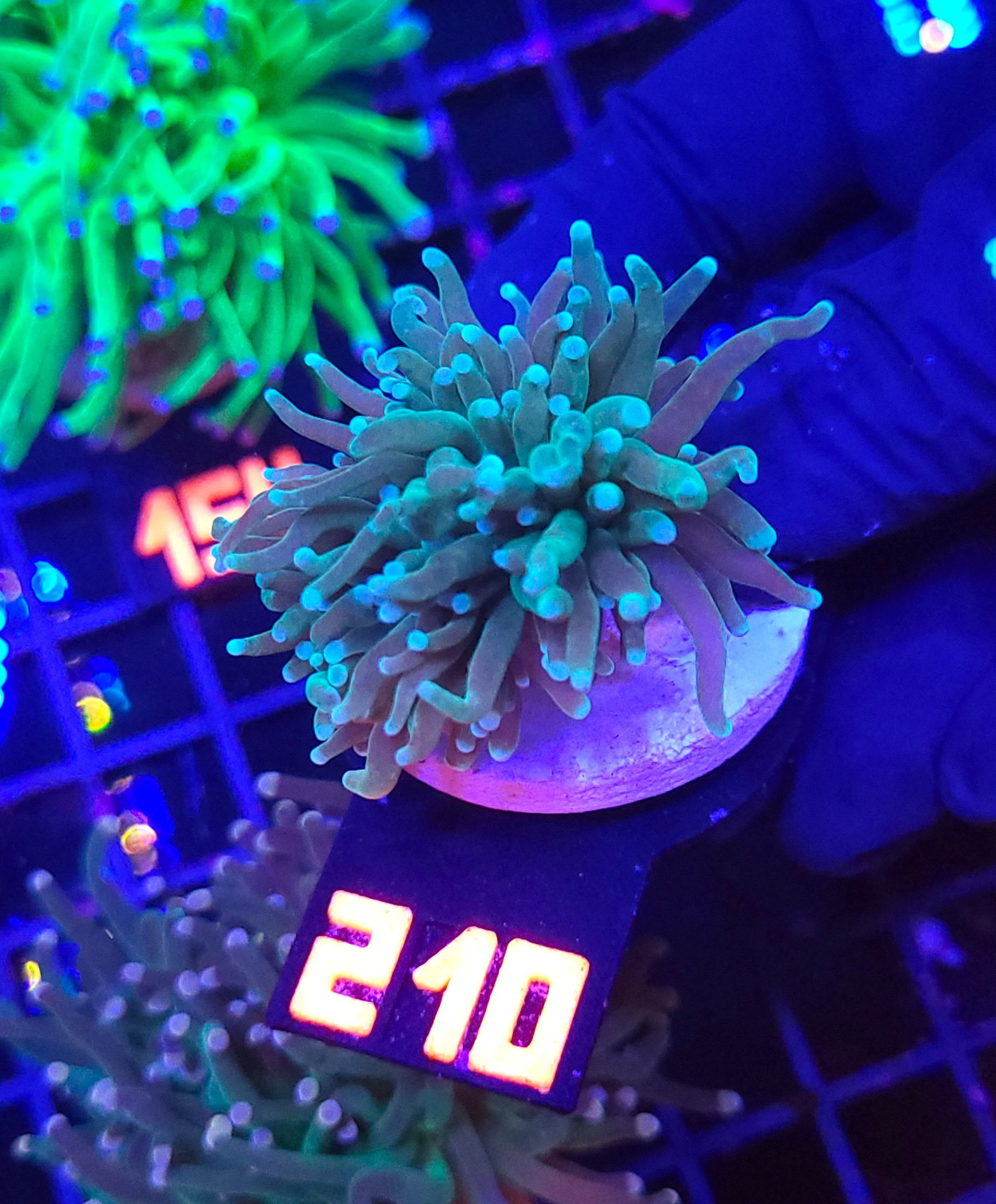 210 Euphyllia glabrescens Light Blue Tip 2h (210) - obrazek 1