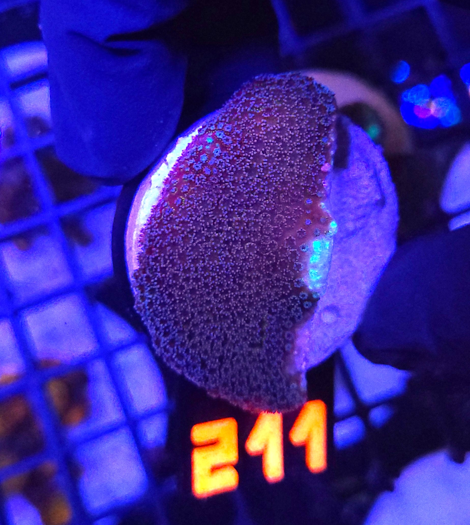 211 Stylophora pistillata „Milka” (211) - obrazek 1