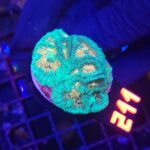 Favia Green Orange (211)