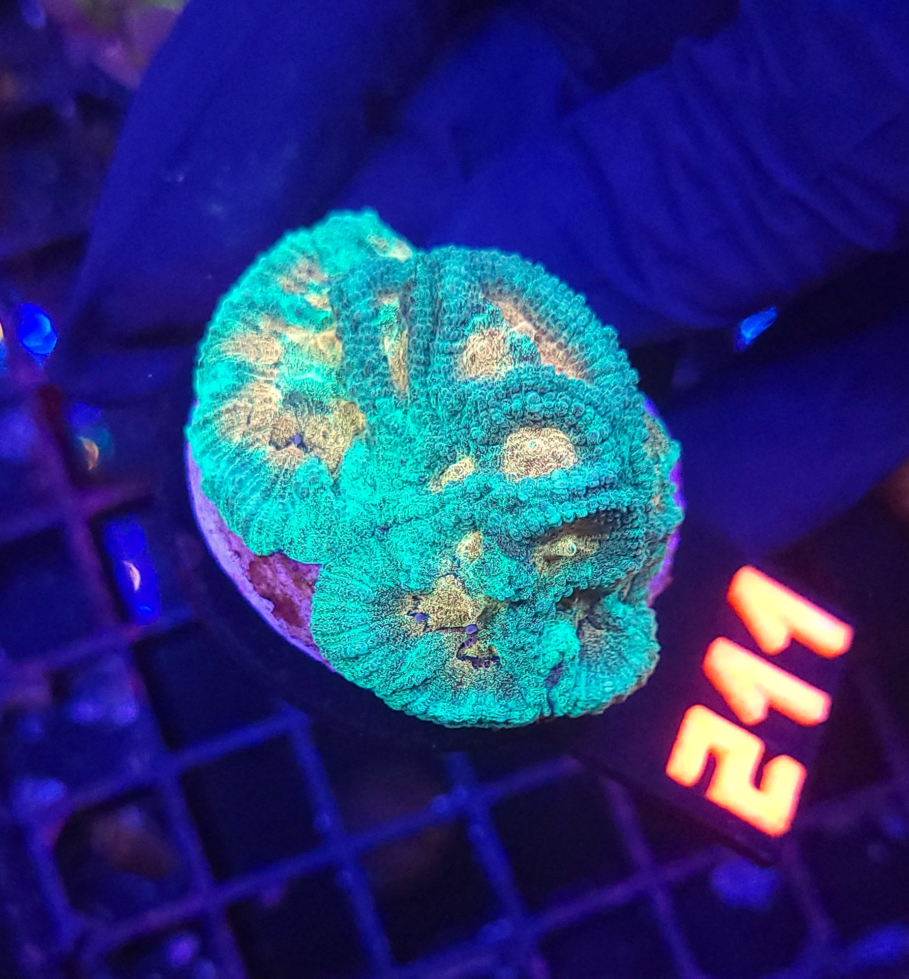 211 Favia Green Orange (211) - obrazek 1