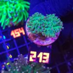 Euphyllia glabrescens TOXIC SPAGETTI 2h (213)