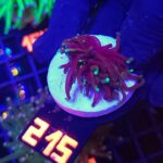 Euphyllia glabrescens black dragon 1h (215)