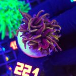 Euphyllia glabrescens „24K” 1h (221)