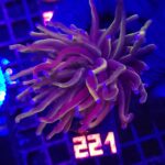 Euphyllia glabrescens „24K” 1h (221)