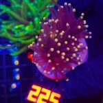 Euphyllia glabrescens Yellow Tip 1h (225)