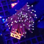 Euphyllia glabrescens Yellow Tip 2h (225)