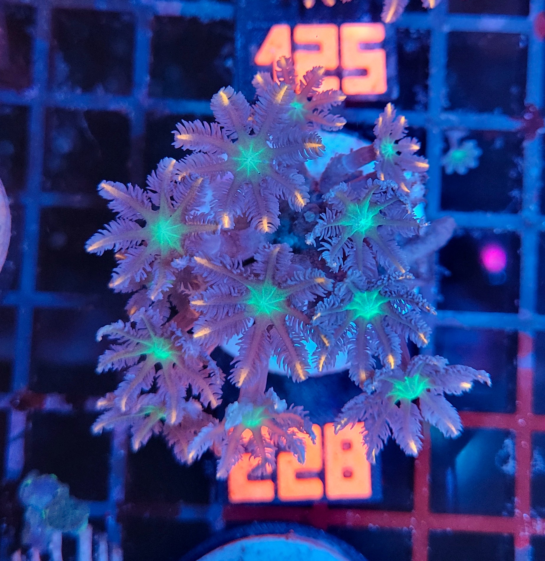 228 Clavularia Papaya (228) - obrazek 1