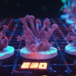 Goniopora lobata DARK MAGENTA (230)