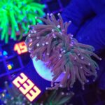 Euphyllia glabrescens Lavender Torch 2h (233)