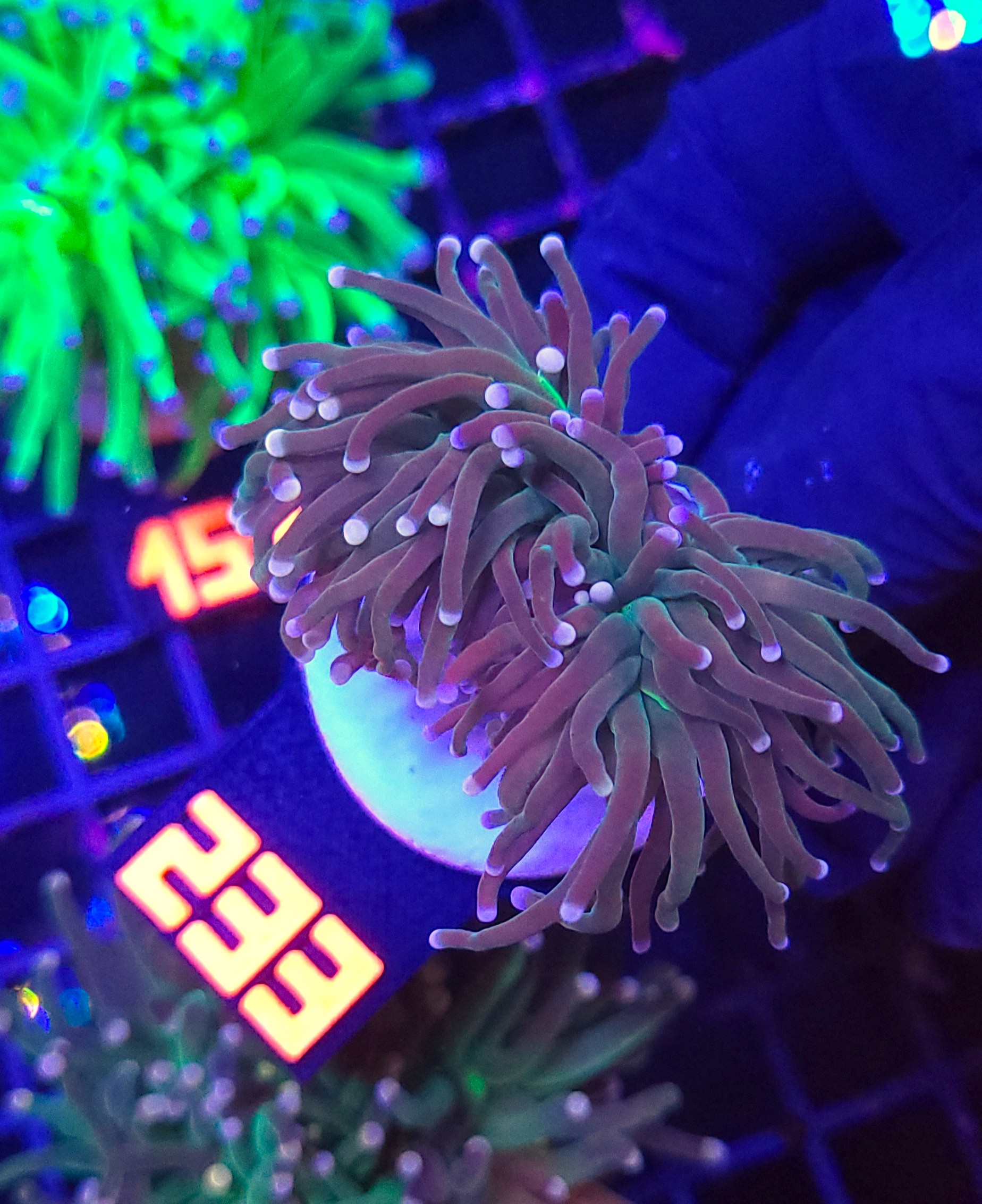 233 Euphyllia glabrescens Lavender Torch 2h (233) - obrazek 1