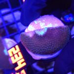 Stylophora pistillata „Milka” (234)