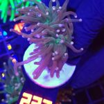 Euphyllia glabrescens Lavender Torch 2h (237)