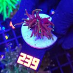 Euphyllia glabrescens black dragon 1h (239)