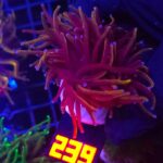 Euphyllia glabrescens new york knicks NYK 2h (239)