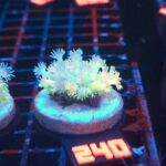 Goniopora Fluo (240)