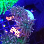 Euphyllia glabrescens Lavender Torch 2h (245)