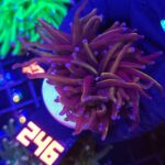 Euphyllia glabrescens „24K” 2h (246)