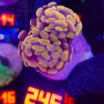 Euphyllia paraancora Honey Gold 2h (246)