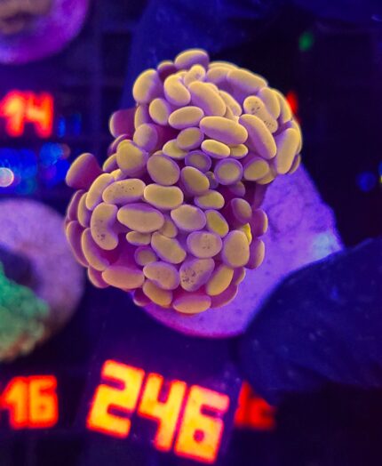 Euphyllia paraancora Honey Gold 2h (246)