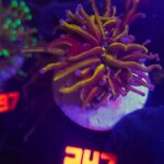 Euphyllia glabrescens new york knicks NYK 1h (247)