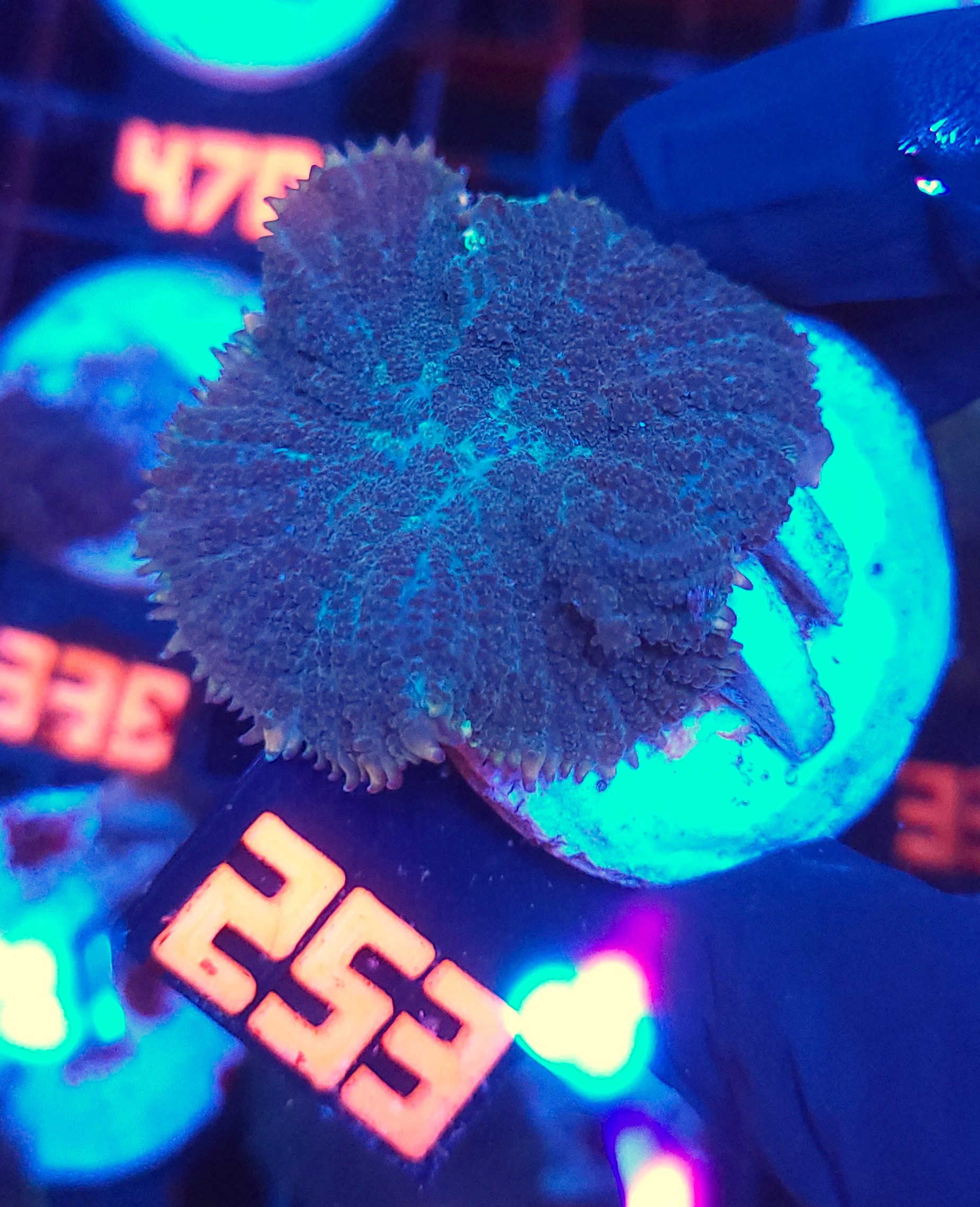 253 Rhodactis inchoata (253) - obrazek 1