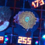 Discosoma Leopard (255)