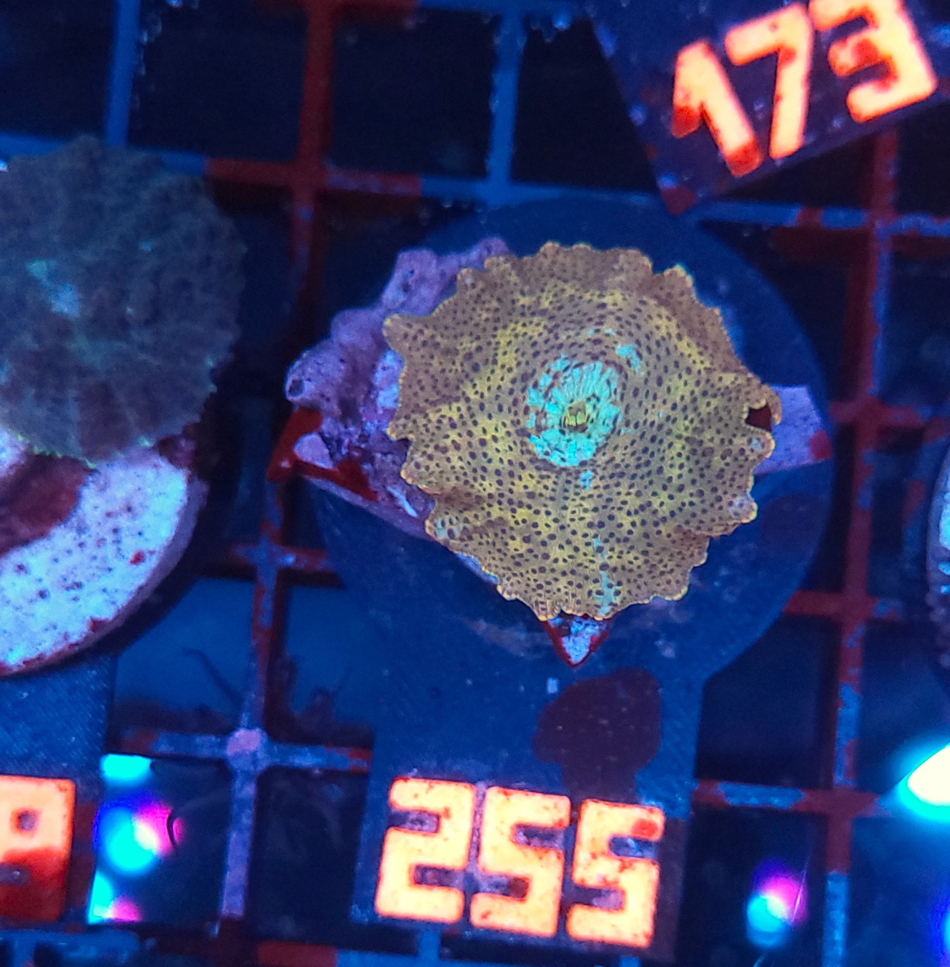 255 Discosoma Leopard (255) - obrazek 1