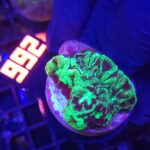 Goniastrea Green Eyed (266)