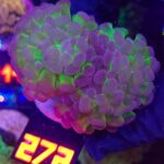Euphyllia paraancora Purple Hologram 2h (272)