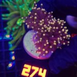 Euphyllia glabrescens Yellow Tip 2h (274)
