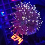 Euphyllia glabrescens Yellow Tip 3h (274)