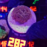 Euphyllia paraancora Pink 1h (282)